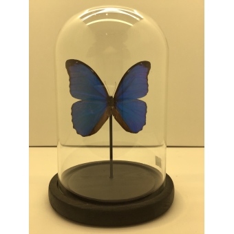 vlinder echte blauw in stolp 14x20