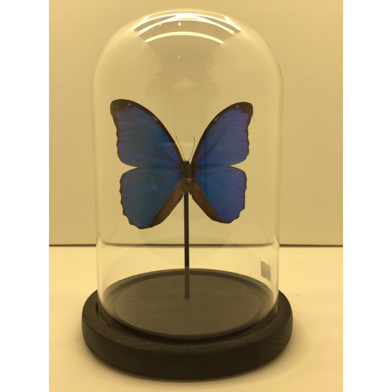 vlinder echte blauw in stolp 14x20