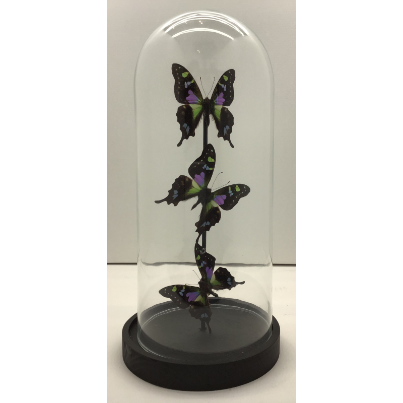 vlinder echte 3 in stolp 13x26 