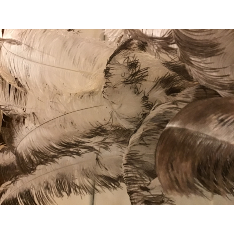 veer struisvogel wit grijs lang per stuk