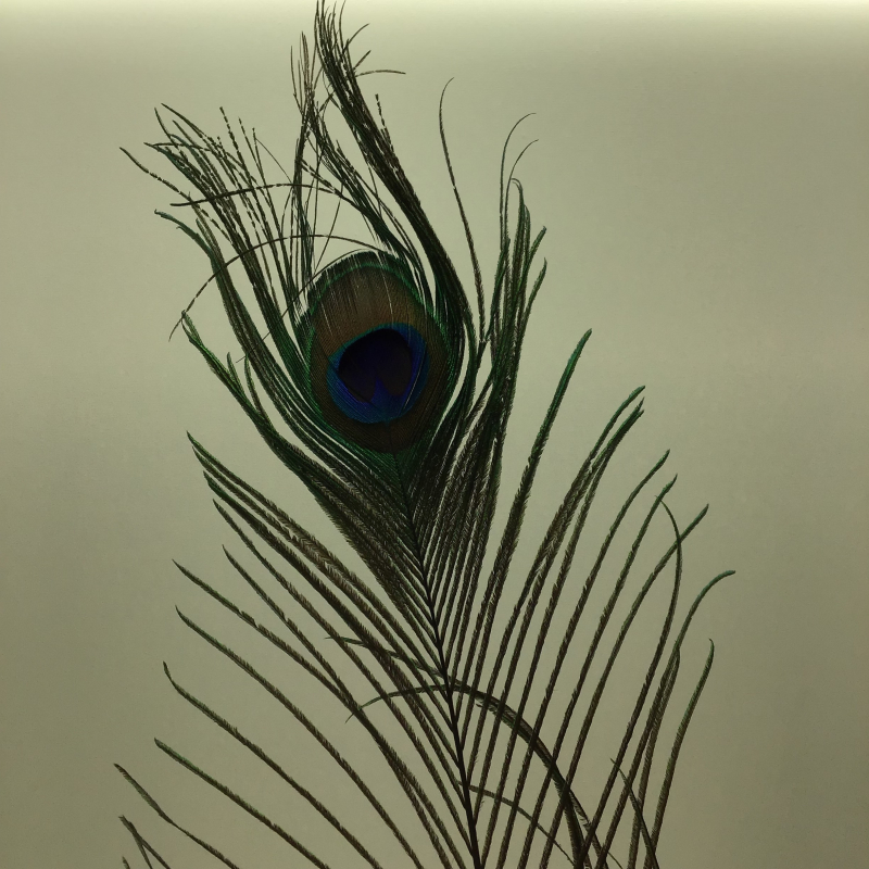 veren pauw kort per stuk