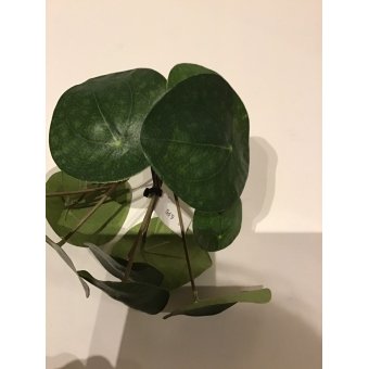 kunstplant steel pannenkoek klein