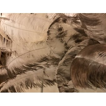 veer struisvogel wit grijs lang per stuk