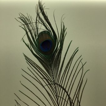 veren pauw lang per stuk