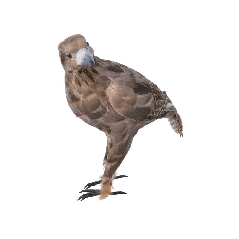 adelaar bruin staand