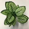 kunstplant calathea 26 cm