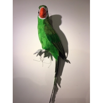 vogel papegaai groen 62cm