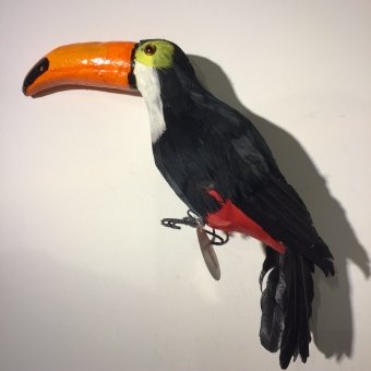 vogel toekan vrouw 40 lang