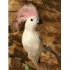 vogel kakatoe wit roze kuif 25 lang