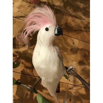 vogel kakatoe wit roze kuif 25 lang