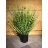 Plant tarwegras potdiameter 20cm, hoog: 80cm